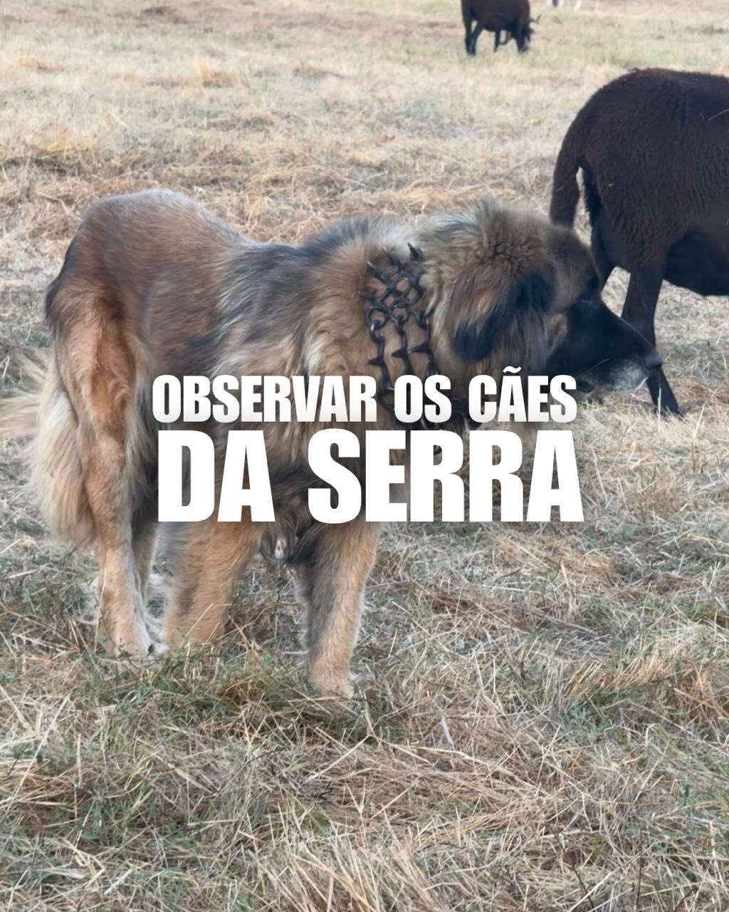 Matias Nature – Alojamentos e experiências na Serra da Estrela